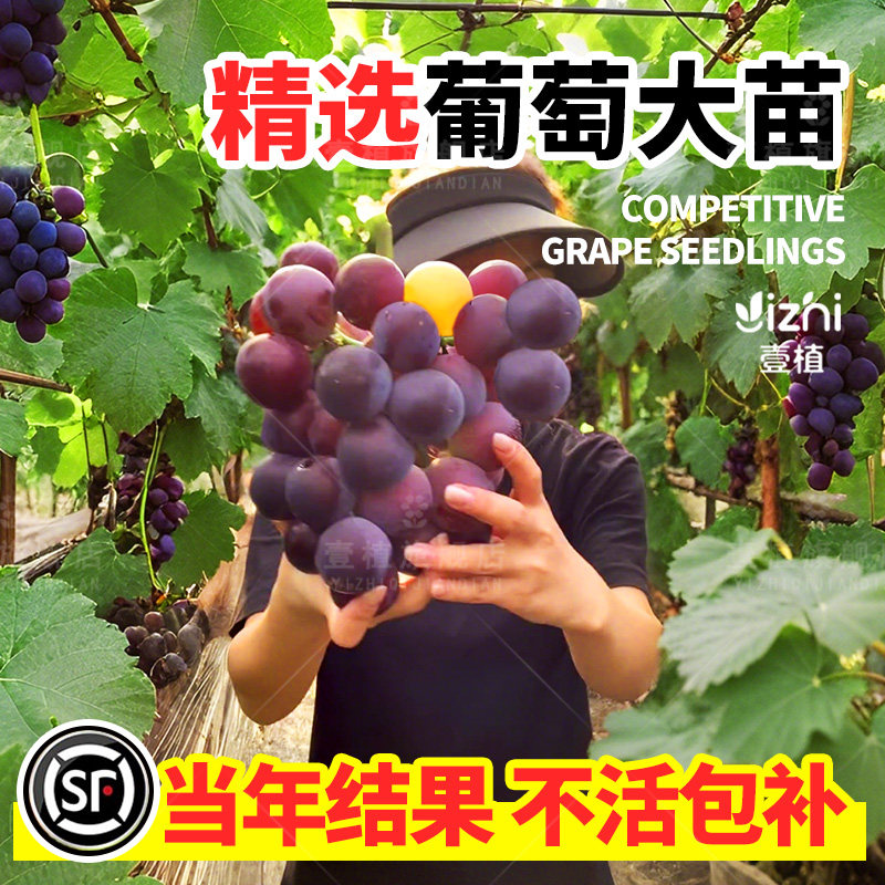 葡萄树苖大苗巨峰葡萄阳光玫瑰蓝宝石南北方种植四季耐寒庭院爬藤
