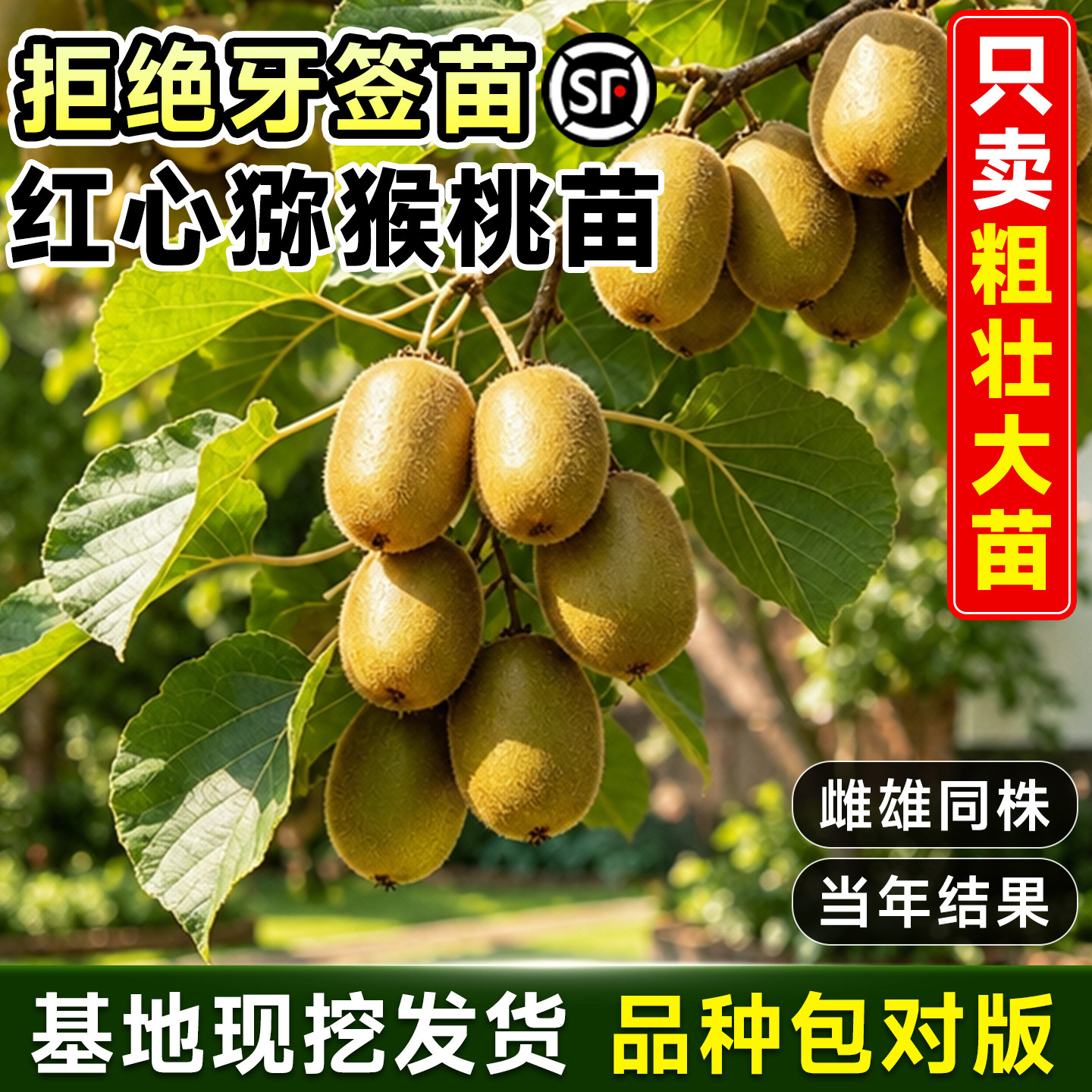 猕猴桃树果苗徐香黄心红心树苗图片