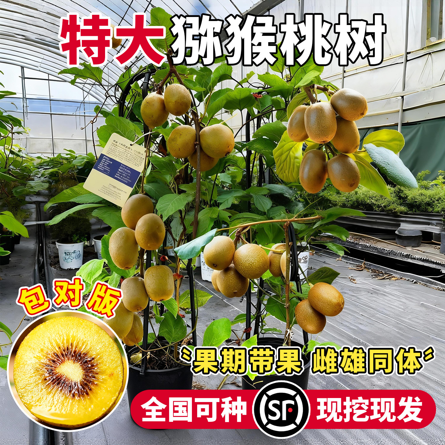 猕猴桃树公母同株耐寒耐旱红心图片