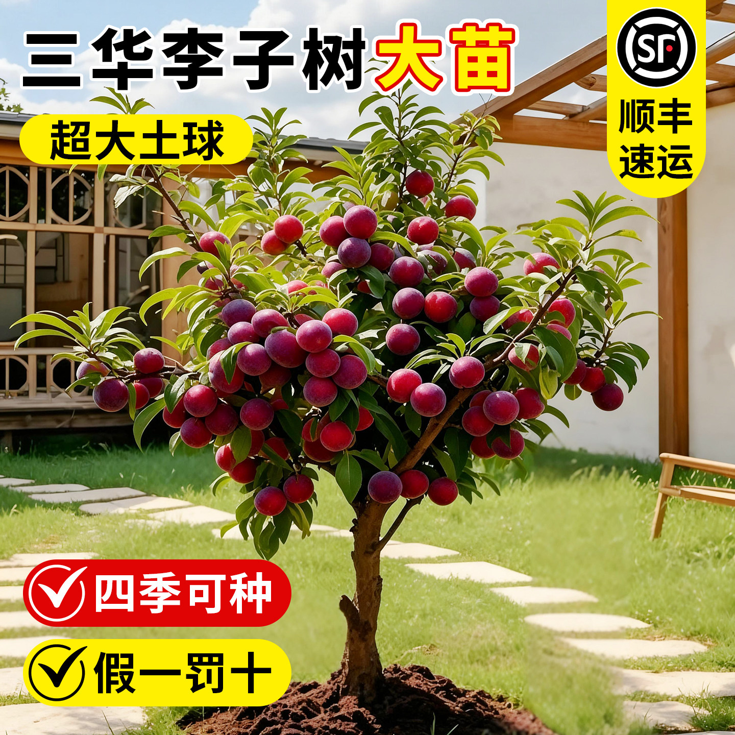三华李子树苗蜂糖李嫁接特大李子苗庭院阳台盆栽耐寒耐旱当年结果,鲜花速递/花卉仿真/绿植园艺,果树,淘宝优惠券,粉丝福利购,淘宝优惠卷
