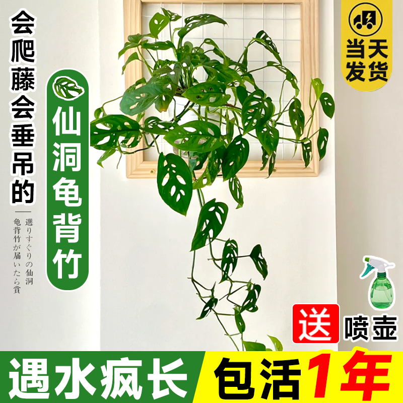 会爬藤会垂吊的仙洞龟背竹包成活