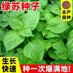 营养绿苏种子正宗农家菜园四季食用大叶双面紫苏阳台盆栽蔬菜籽孑