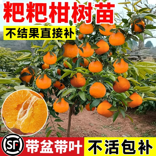 耙耙柑树苗春见粑粑柑
