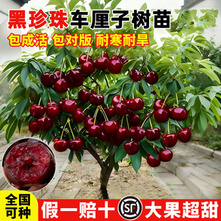 车厘子树苗耐寒黑珍珠苗南北方种植庭院果树矮化樱桃苗树当年结果