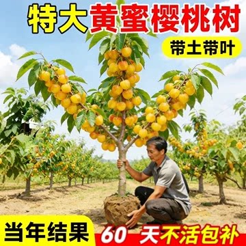黄蜜樱桃树大苗南北方庭院地栽种植矮化盆栽嫁接车厘子苗当年结果