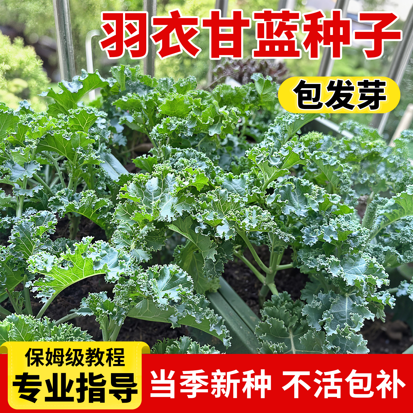 羽衣甘蓝种子可食用可观赏包对版