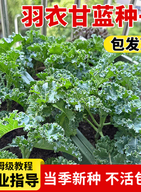羽衣甘蓝种子耐寒孢子紫色雨衣牛心甘蓝种籽包菜种孑四季阳台盆栽