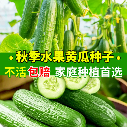 水果黄瓜种子孑夏季秋季庭院