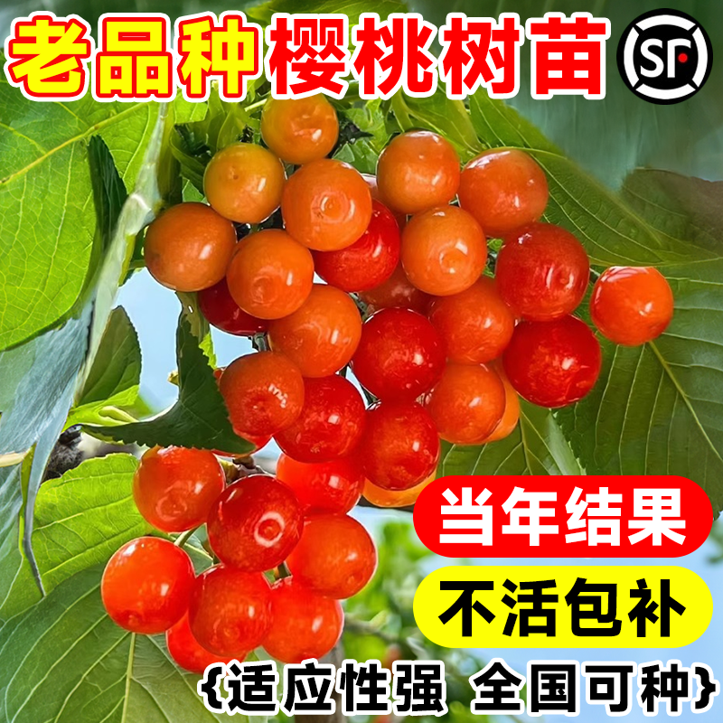 樱桃树苗盆栽红妃车厘子南北方种植地栽四季耐寒特大土樱桃果树苗,鲜花速递/花卉仿真/绿植园艺,果树,淘宝优惠券,粉丝福利购,淘宝优惠卷