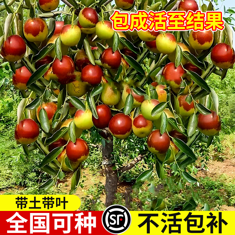 枣树活苗大枣超甜南方北方种植嫁接枣树矮化盆栽庭院地栽果树果苗