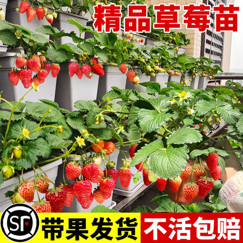 奶油草莓苗盆栽带花带果四季结果