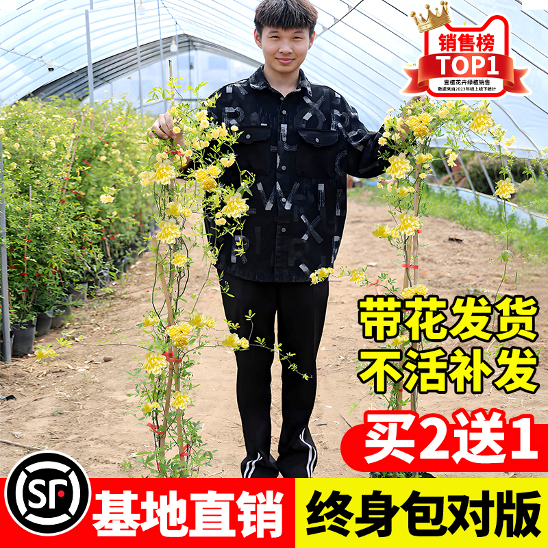 重瓣黄木香庭院爬藤植物多季开花