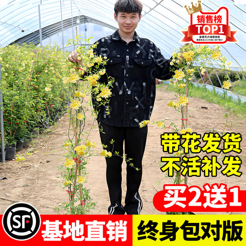 重瓣黄木香庭院爬藤植物多季开花