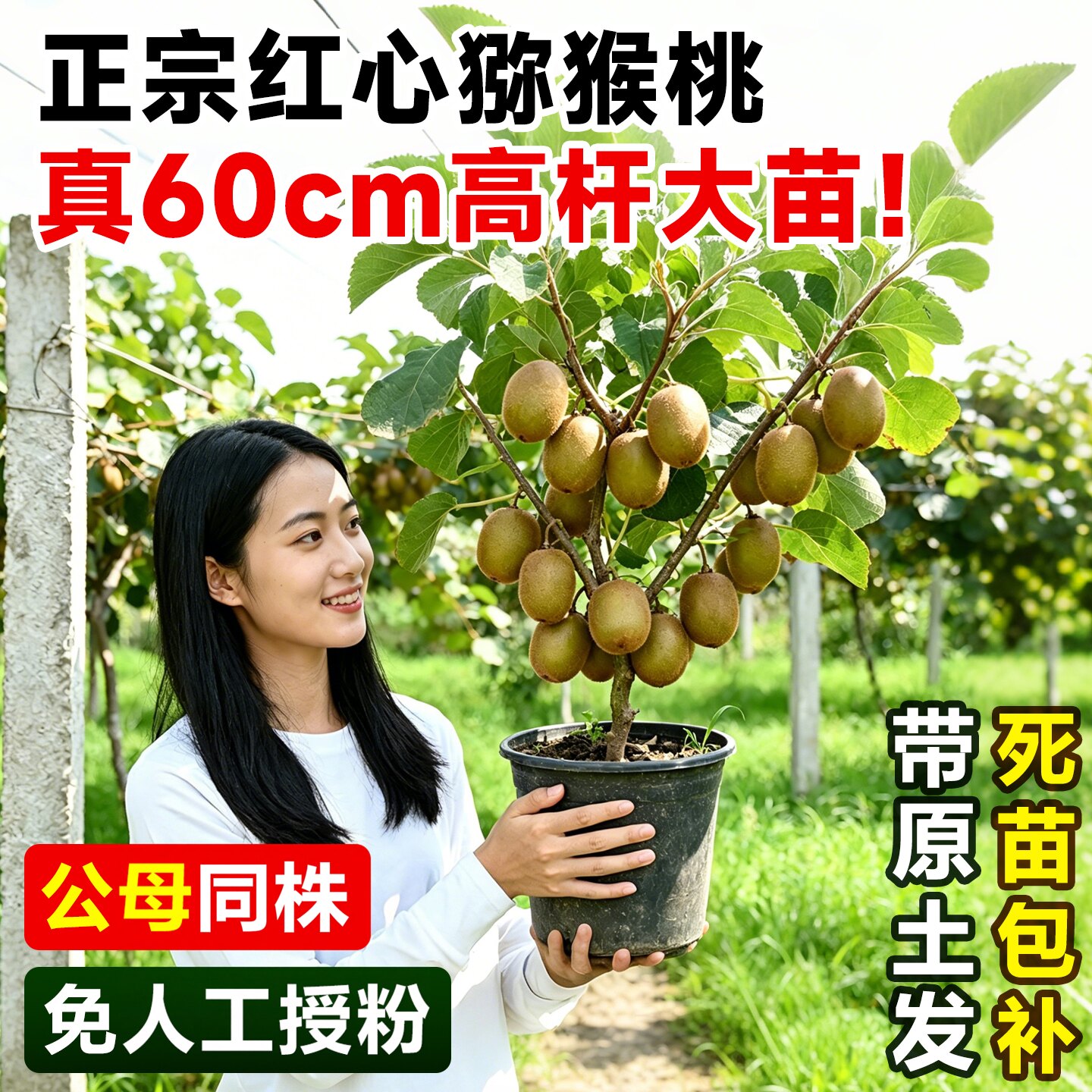 猕猴桃树果苗雌雄同株图片