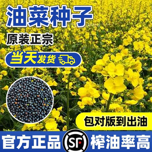 杂交油菜种子高产早熟矮杆抗倒抗病耐寒油率高油菜籽种油菜花种子