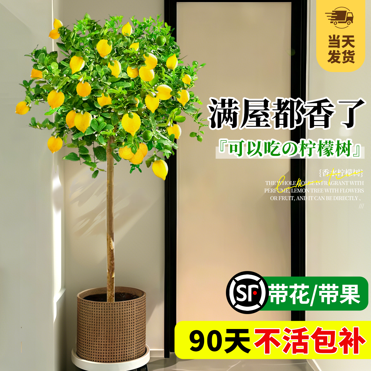 香水柠檬树盆栽室内大型植物带果