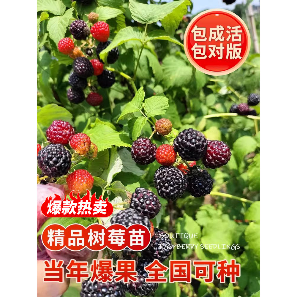 四季无刺树莓苗覆盆子金秋黄莓黑莓室内外庭院地栽南北方种植果树