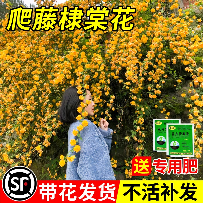 重瓣棣棠花苗盆栽庭院室外爬藤植物耐寒耐热藤蔓攀援花卉四季开花-封面