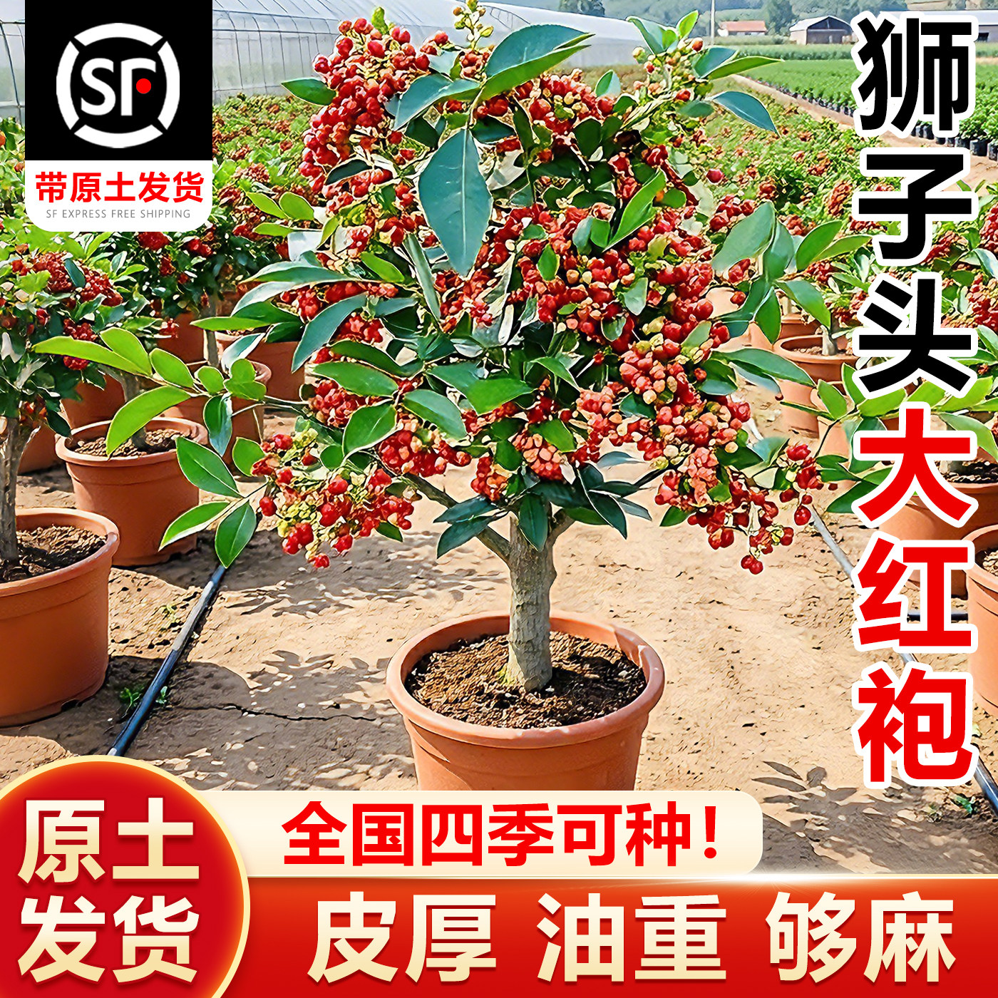 正宗四川大红袍花椒苗树特麻无刺麻椒藤椒特大盆地栽种植当年结果