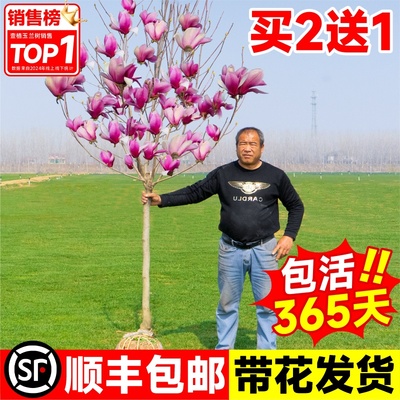 玉兰花树苗紫玉兰花苗庭院地栽
