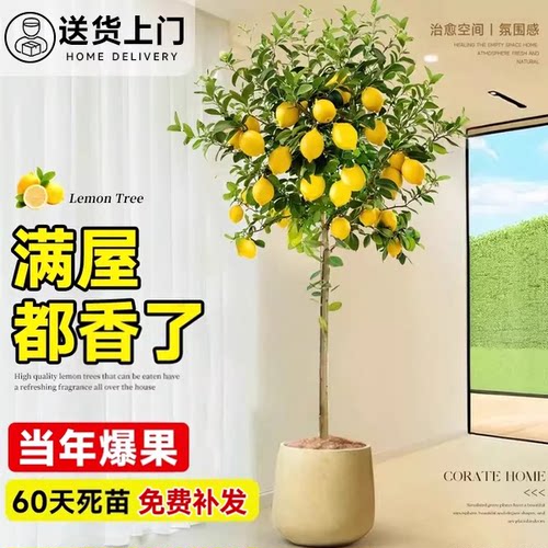 香水柠檬树盆栽带果客厅绿植大型