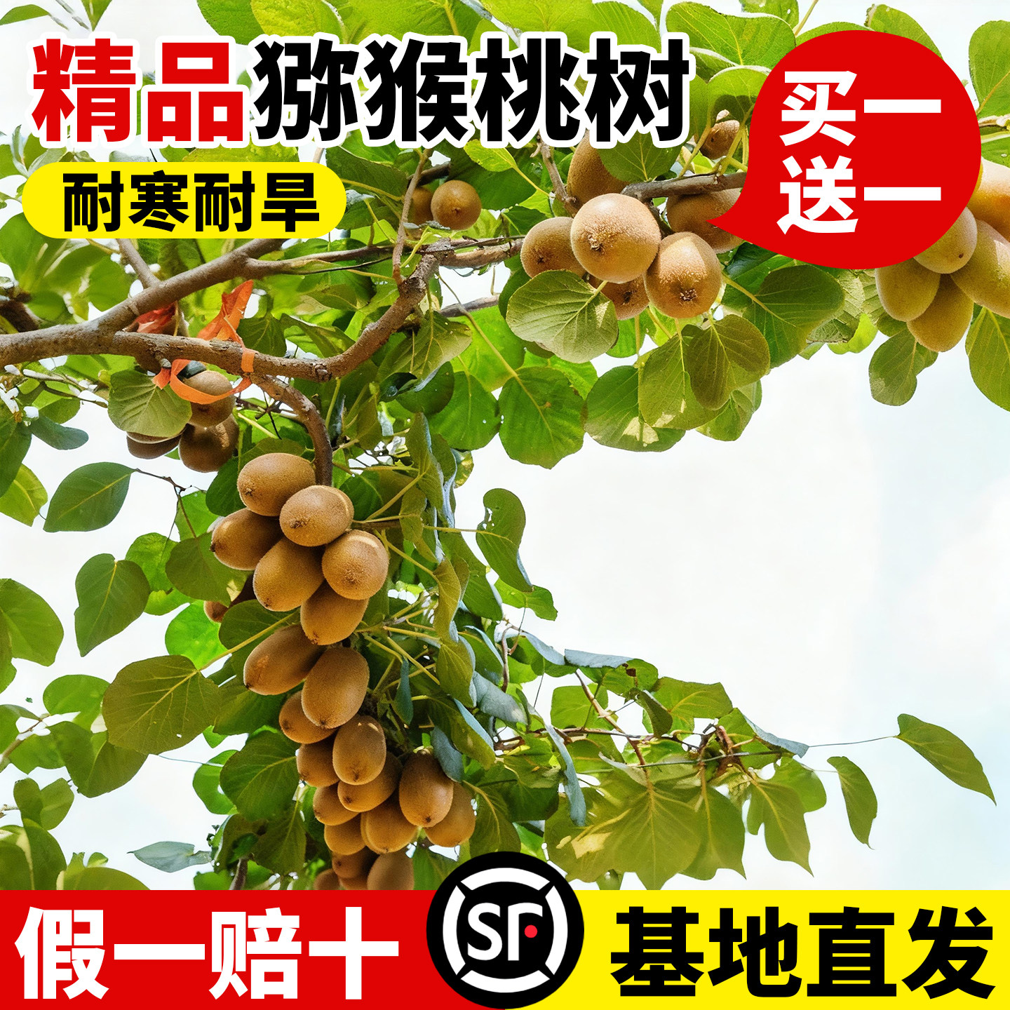 猕猴桃树果苗南北方种植当年结果图片