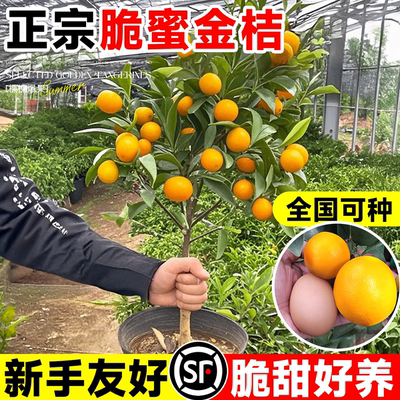 脆蜜金桔树树苗可食用水果苗