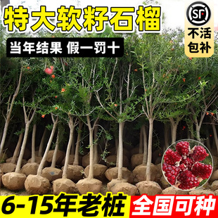 石榴树树苗特大全国四季可种庭院盆栽地栽突尼斯软籽老桩耐寒果苗