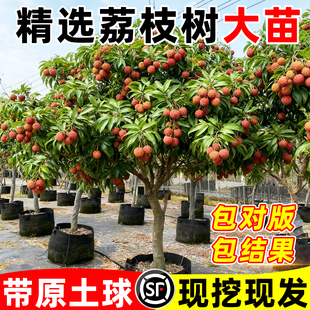 荔枝树苖特大苗场无核桂味果树妃子笑嫁接果树糯米糍果苗当年结果