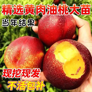 特大桃树果苗嫁接红桃黄桃水蜜桃树苗南北方盆栽地栽庭院当年结果
