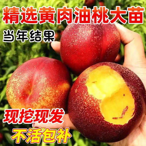 特大桃树果苗嫁接南北方盆栽地栽