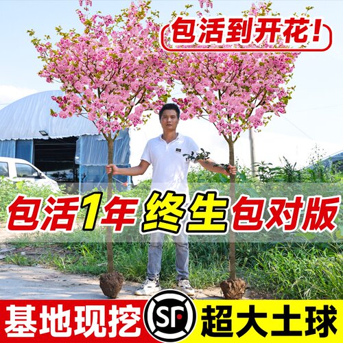 日本樱花树苗木庭院南北方种植
