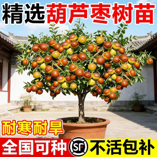 耐寒葫芦枣枣树果苗活苗室外庭院地栽盆栽当年结果全国可种嫁接苗