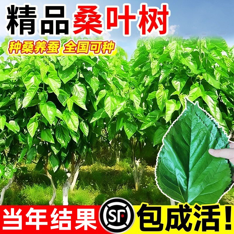 桑树活苗果树盆栽庭院种植爆果