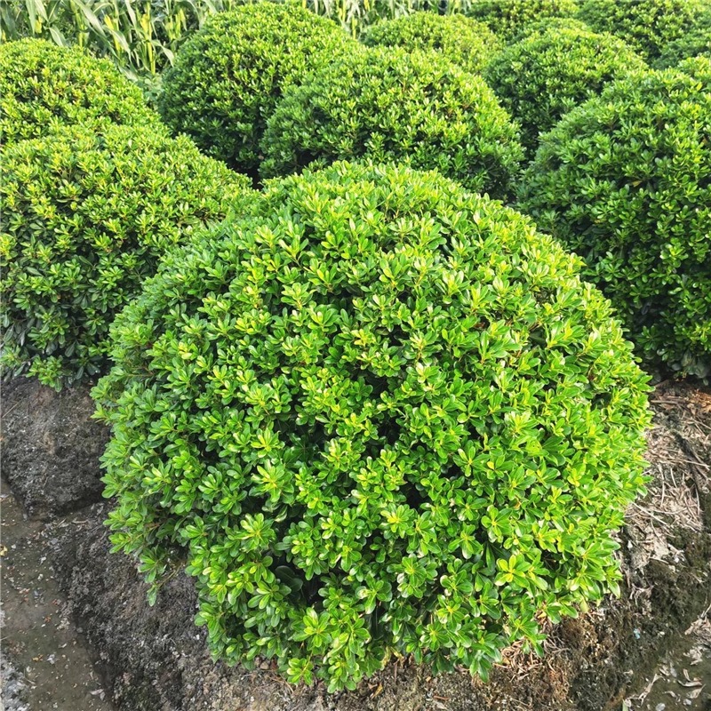 海桐球绿化带树苗别墅庭院园