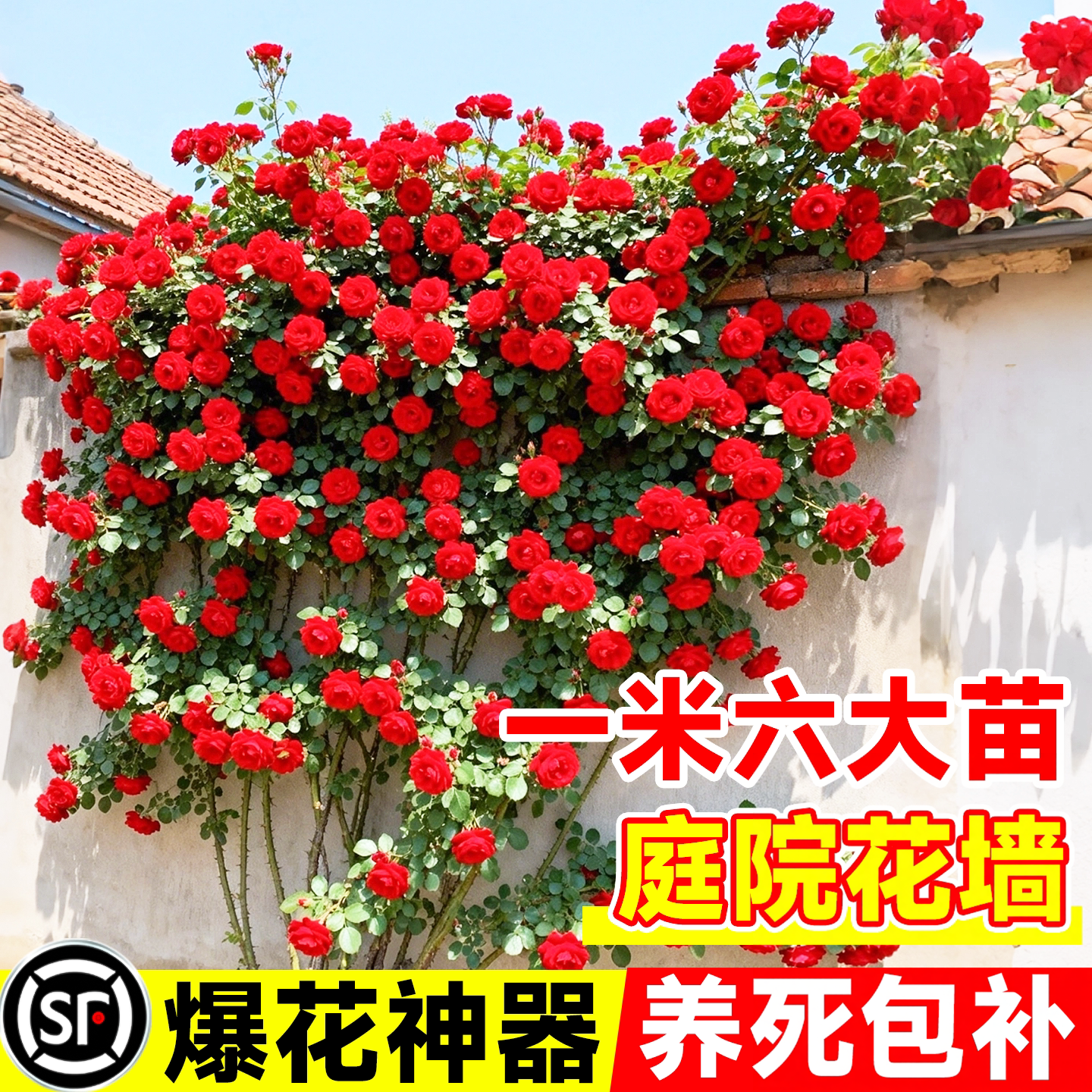 爬藤蔷薇月季苗四季开花大苗庭院阳台攀援花卉绿植好养耐寒易活苗