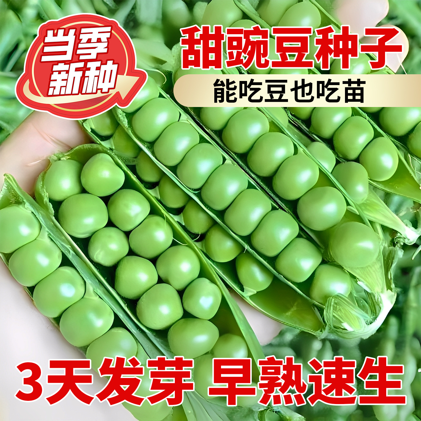 正宗甜豌豆种子早熟高产
