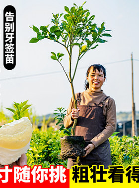 柚子树苗广西沙田柚果苗庭院种植