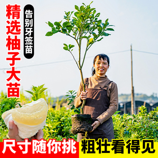 柚子树苗广西沙田柚果苗红心蜜柚泰国暹罗红宝石越南青柚庭院种植