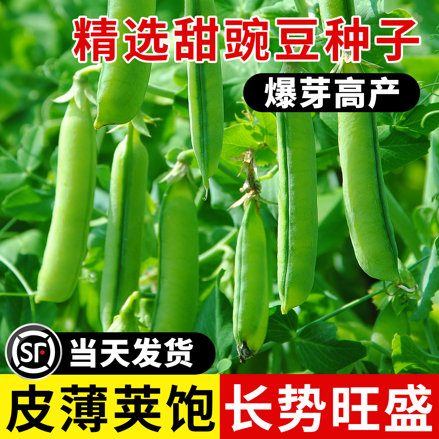 正宗甜豌豆种子早熟高产