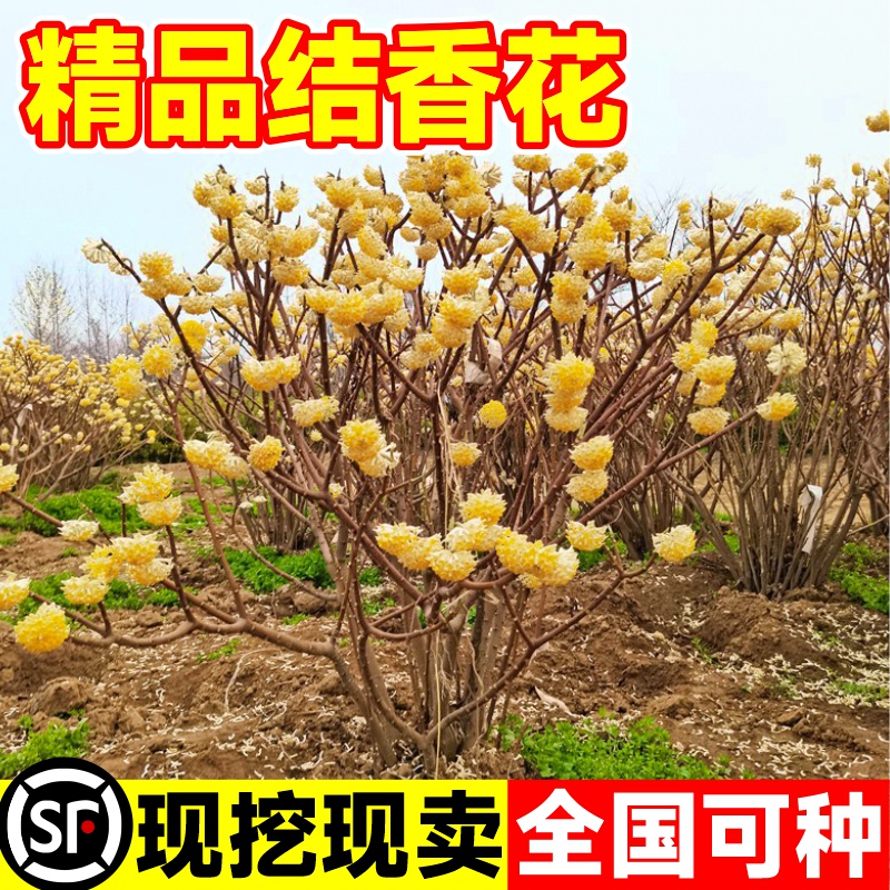 结香花别墅庭院耐寒花卉植物树苗