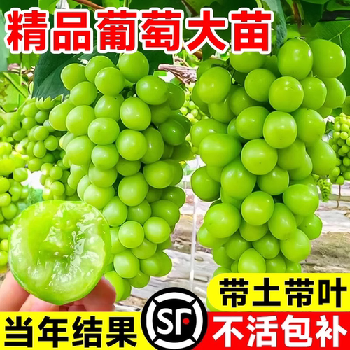 当年结果阳光玫瑰葡萄苗大苗盆栽