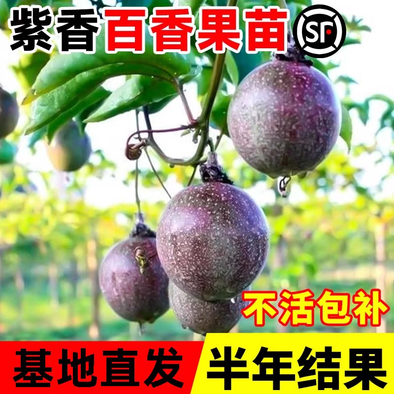 紫叶百香果四季结果多多图片