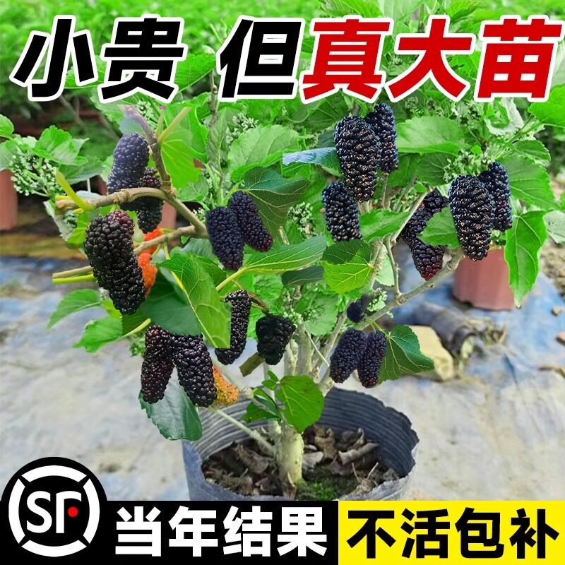 桑葚树苗盆栽白长果桑椹叶蓝莓树南北方四季树莓苗水果树果苗大全