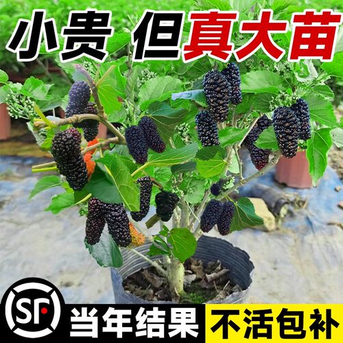 桑葚树苗盆栽蓝莓树南方果树大全