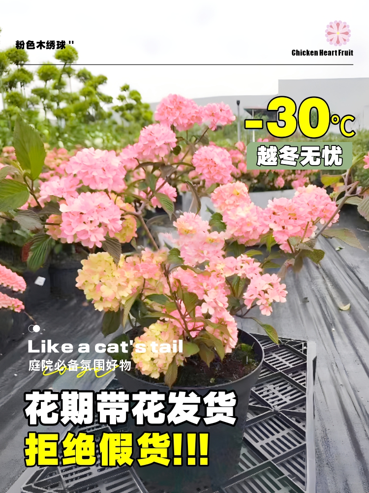 植物小球粉色树苗晒花苗本木绣球木耐树子斗绣球 鲜花速递/花卉仿真/绿植园艺 绣球/木绣球/木本植物 原图主图