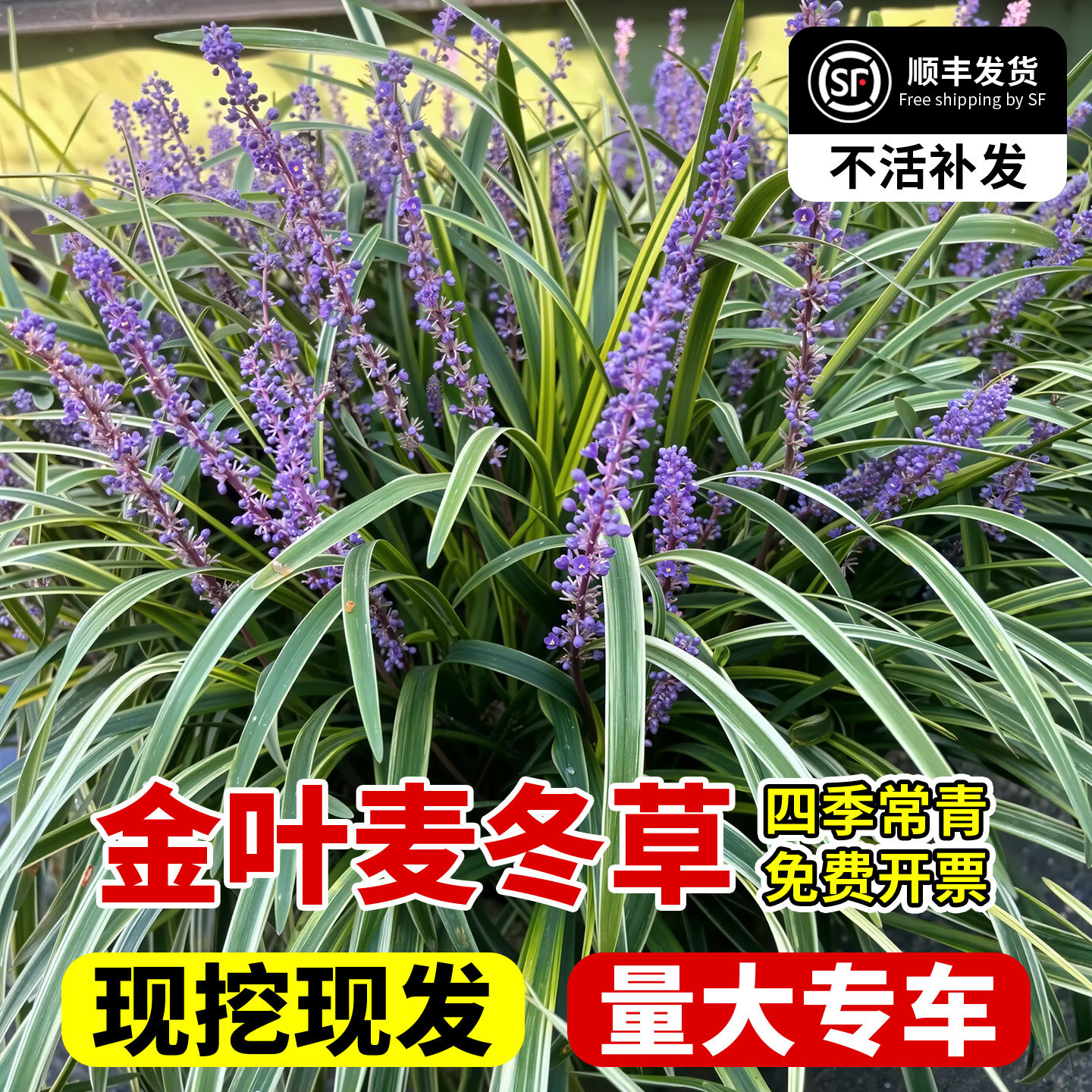 金边麦冬草苗玉龙草矮麦冬草苗图片
