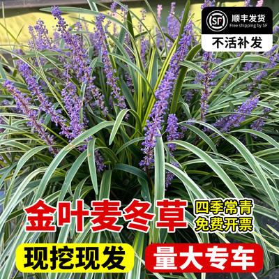金边麦冬草苗玉龙草矮麦冬草苗
