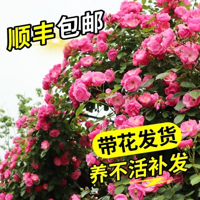 安吉拉藤本月季庭院耐寒爬藤植物