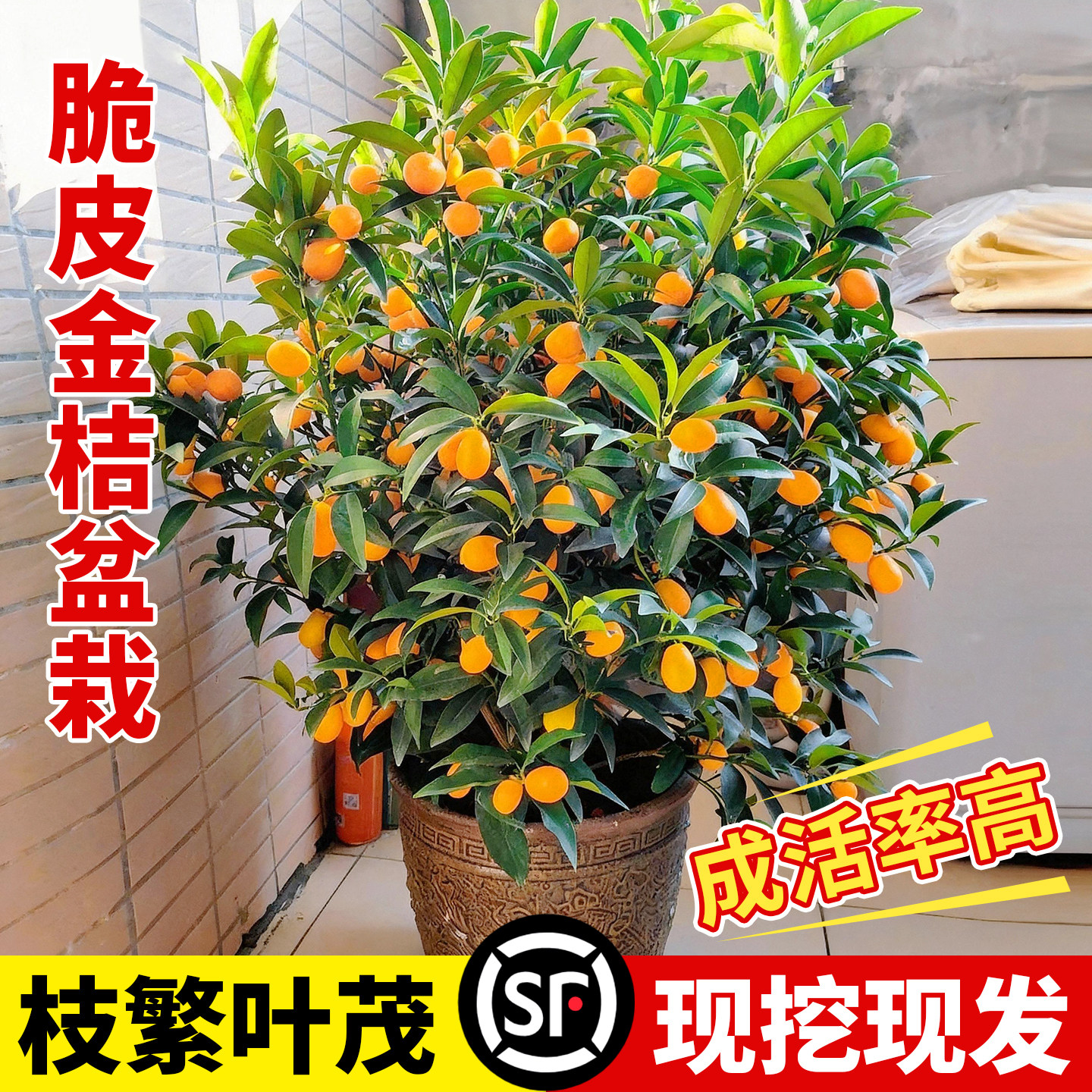 壹植当年结果脆皮金桔全国可种